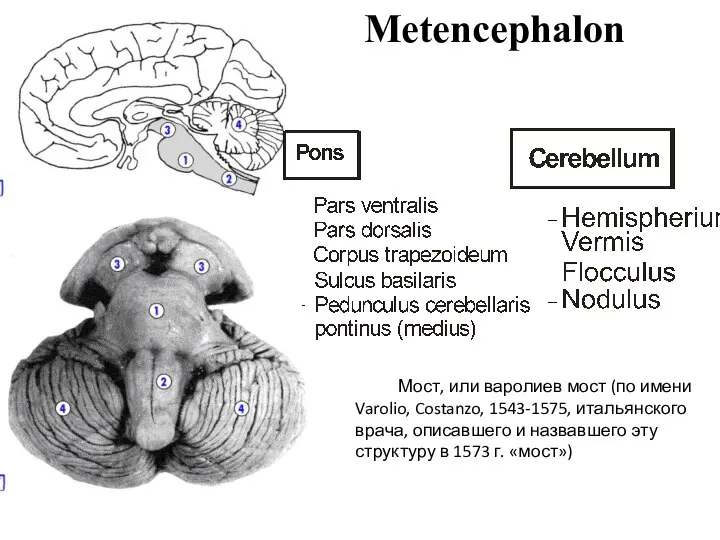 Metencephalon Мост, или варолиев мост (по имени Varolio, Costanzo, 1543-1575, итальянского