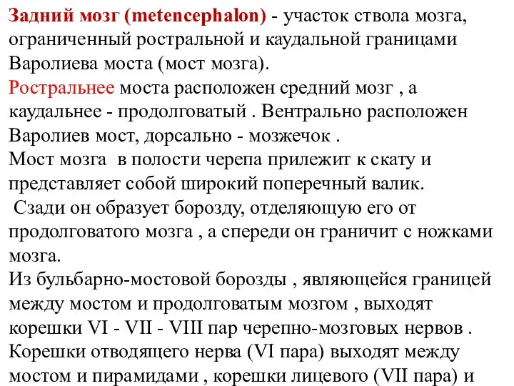 Задний мозг (metencephalon) - участок ствола мозга, ограниченный ростральной и каудальной