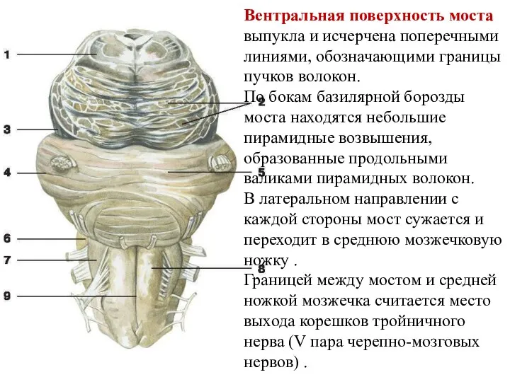 Вентральная поверхность моста выпукла и исчерчена поперечными линиями, обозначающими границы пучков