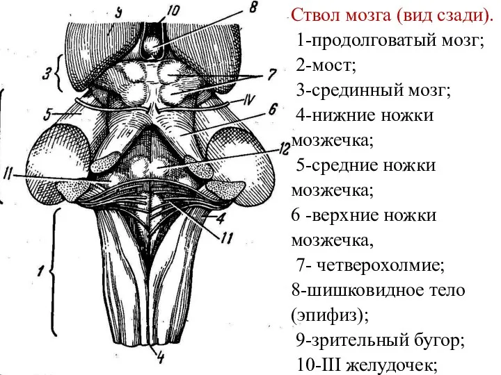 Ствол мозга (вид сзади). 1-продолговатый мозг; 2-мост; 3-сре­динный мозг; 4-нижние ножки