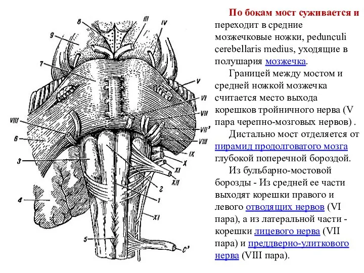 По бокам мост суживается и переходит в средние мозжечковые ножки, pedunculi