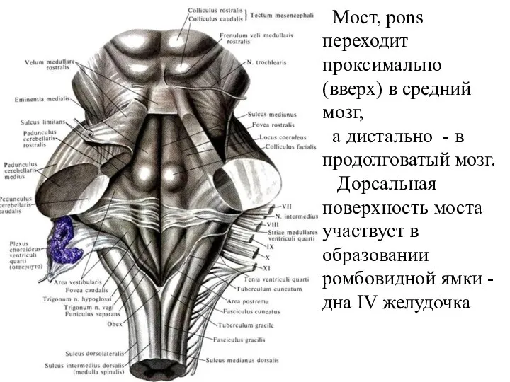 . Мост, pons переходит проксимально (вверх) в средний мозг, а дистально