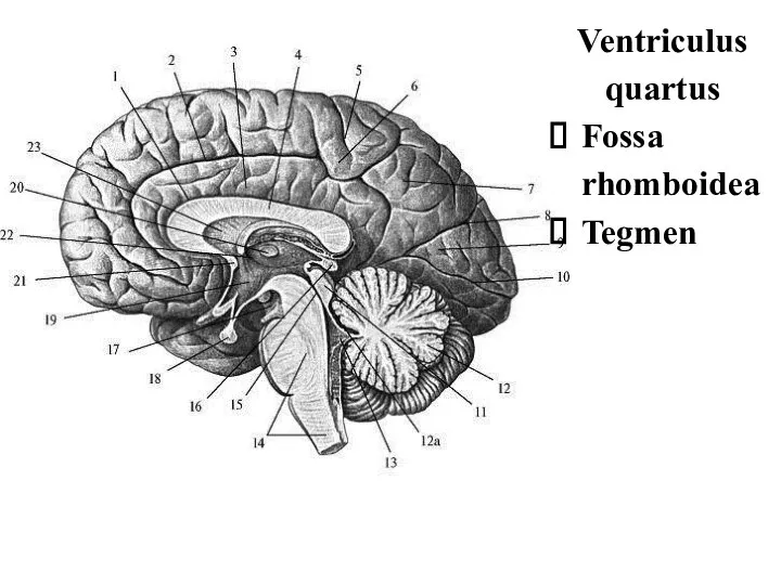 Ventriculus quartus Fossa rhomboidea Tegmen