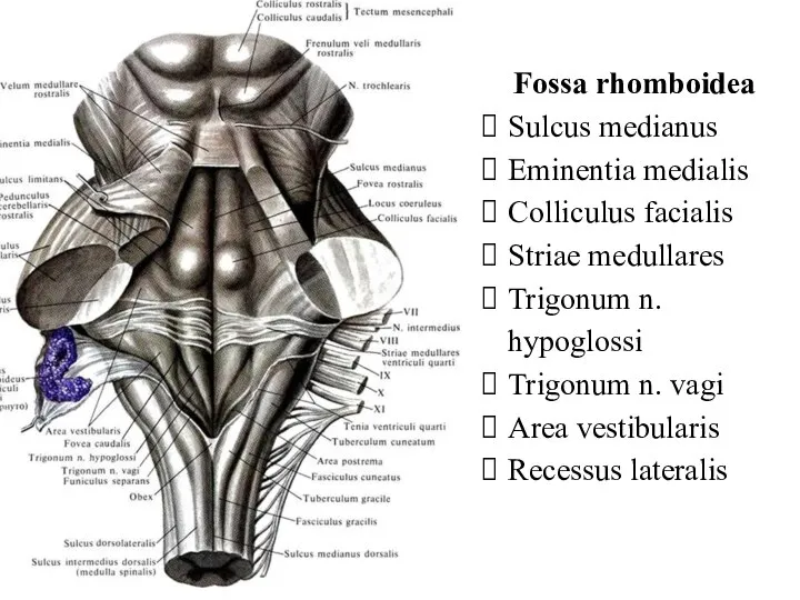 Fossa rhomboidea Sulcus medianus Eminentia medialis Colliculus facialis Striae medullares Trigonum