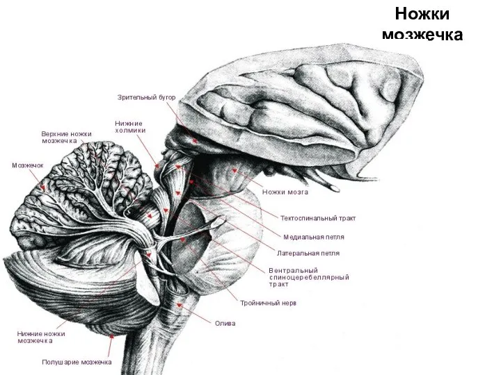 Ножки мозжечка