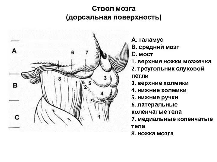 Ствол мозга (дорсальная поверхность) А. таламус В. средний мозг С. мост