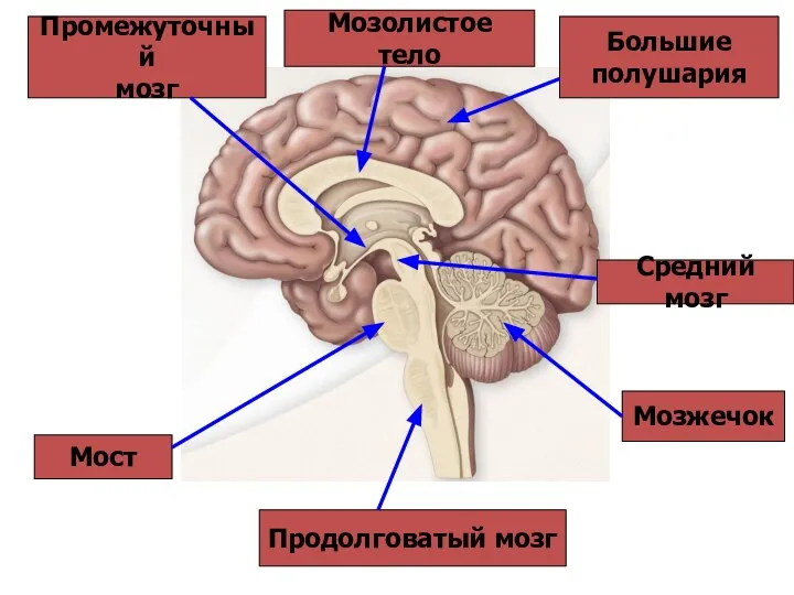 Продолговатый мозг Мост Мозжечок Средний мозг Промежуточный мозг Большие полушария Мозолистое тело