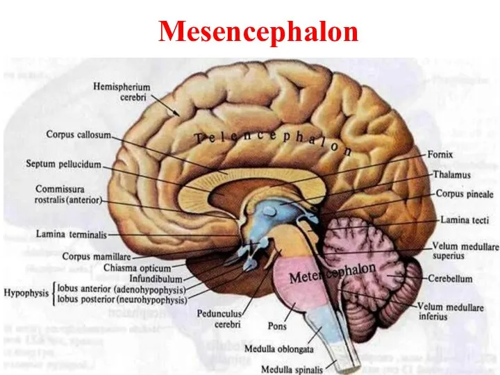 Mesencephalon