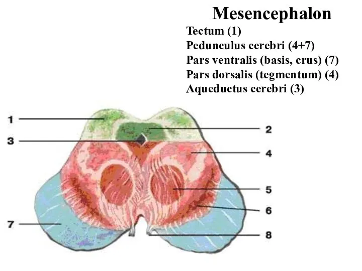 Mesencephalon Tectum (1) Pedunculus cerebri (4+7) Pars ventralis (basis, crus) (7)