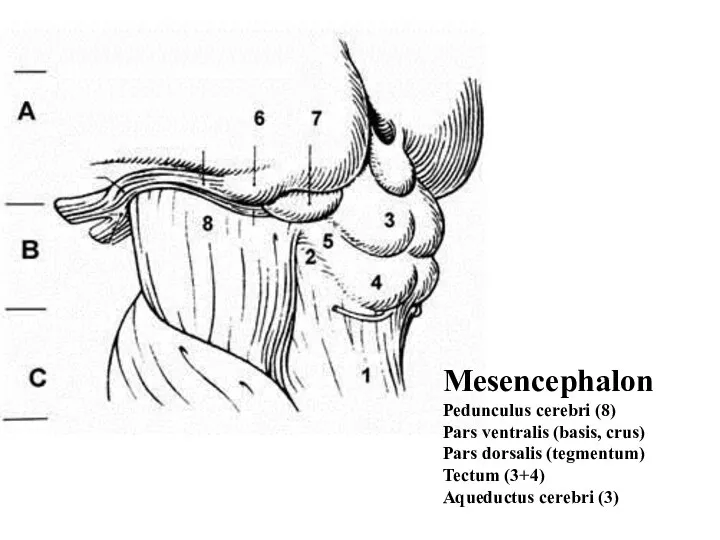 Mesencephalon Pedunculus cerebri (8) Pars ventralis (basis, crus) Pars dorsalis (tegmentum) Tectum (3+4) Aqueductus cerebri (3)