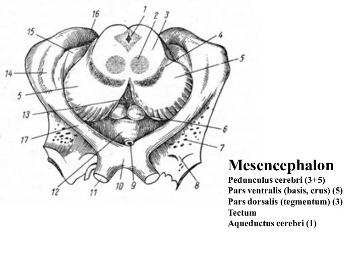 Mesencephalon Pedunculus cerebri (3+5) Pars ventralis (basis, crus) (5) Pars dorsalis