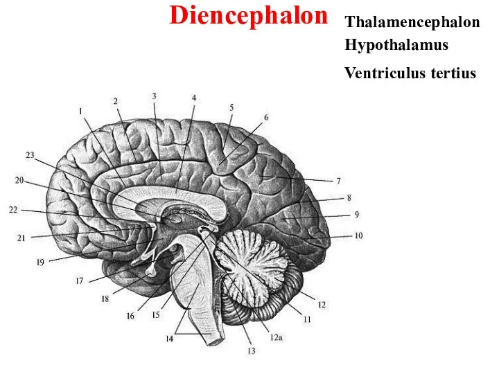 Diencephalon Thalamencephalon Hypothalamus Ventriculus tertius