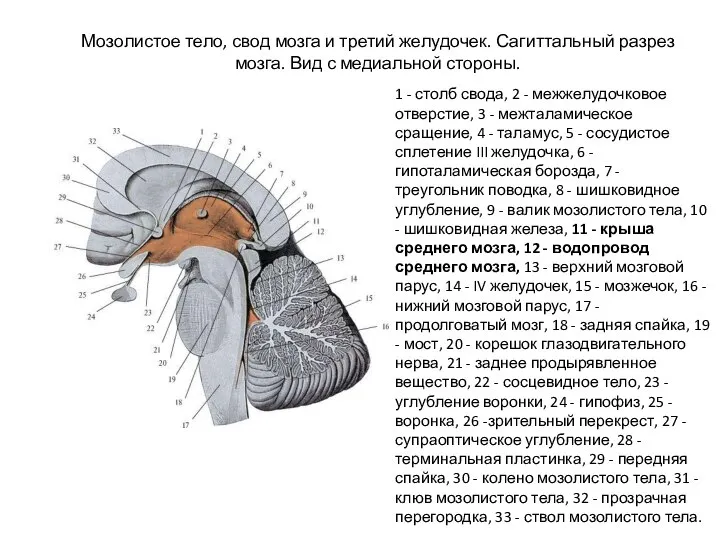 Мозолистое тело, свод мозга и третий желудочек. Сагиттальный разрез мозга. Вид