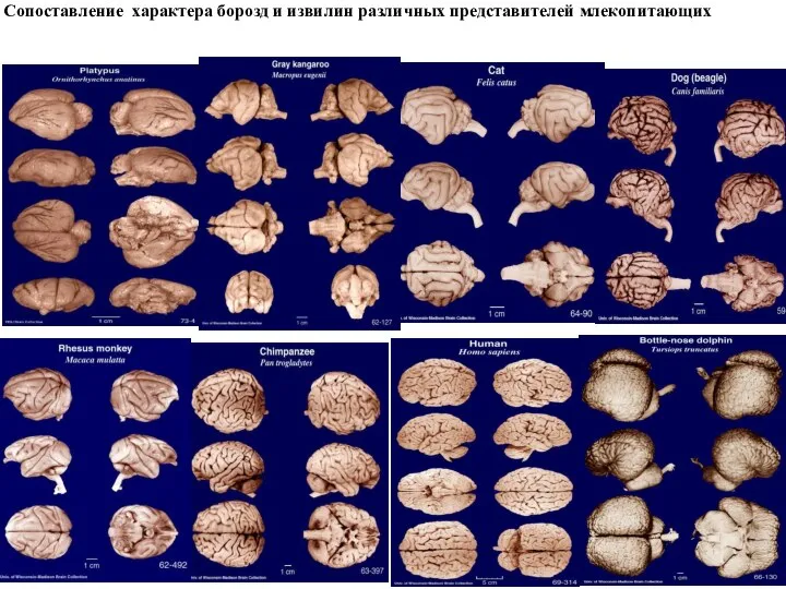 Сопоставление характера борозд и извилин различных представителей млекопитающих