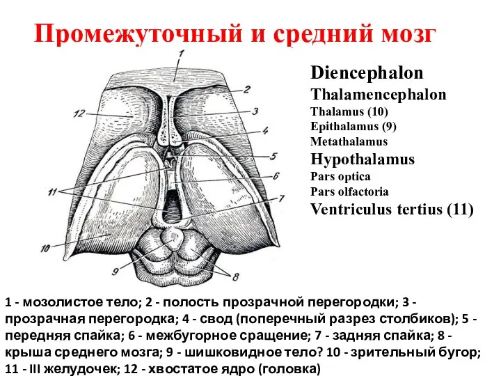 Промежуточный и средний мозг 1 - мозолистое тело; 2 - полость