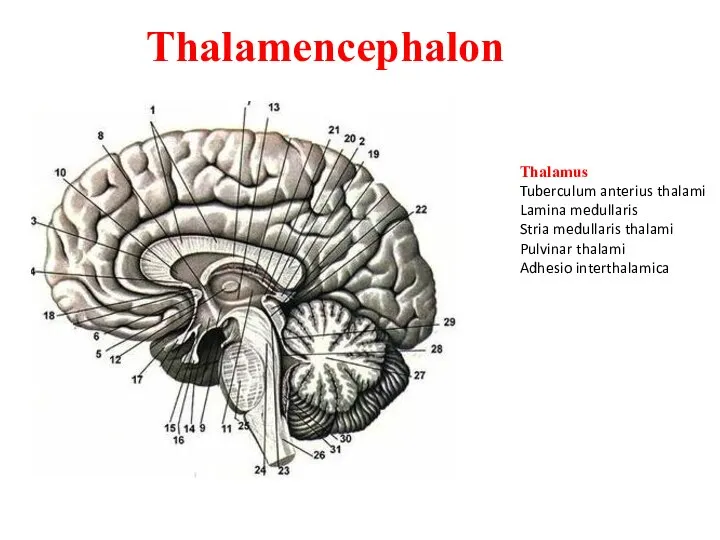 Thalamencephalon Thalamus Tuberculum anterius thalami Lamina medullaris Stria medullaris thalami Pulvinar thalami Adhesio interthalamica