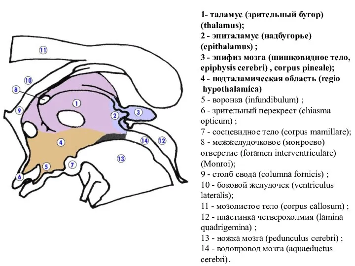 1- таламус (зрительный бугор) (thalamus); 2 - эпиталамус (надбугорье) (epithalamus) ;