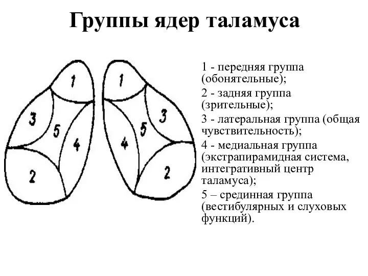 Группы ядер таламуса 1 - передняя группа (обонятельные); 2 - задняя