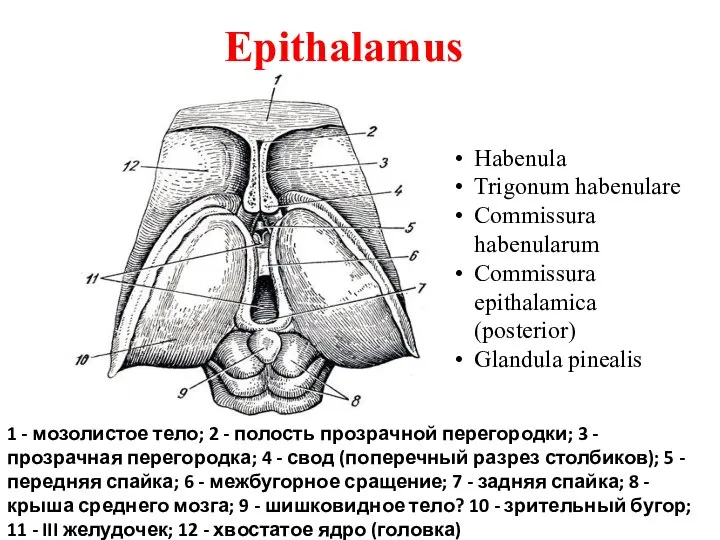 Epithalamus 1 - мозолистое тело; 2 - полость прозрачной перегородки; 3