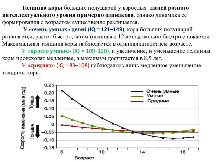 Толщина коры больших полушарий у взрослых людей разного интеллектуального уровня примерно