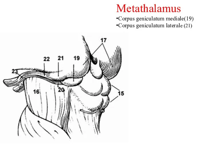 Metathalamus Corpus geniculatum mediale(19) Corpus geniculatum laterale (21)
