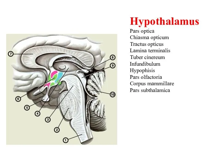 Hypothalamus Pars optica Chiasma opticum Tractus opticus Lamina terminalis Tuber cinereum