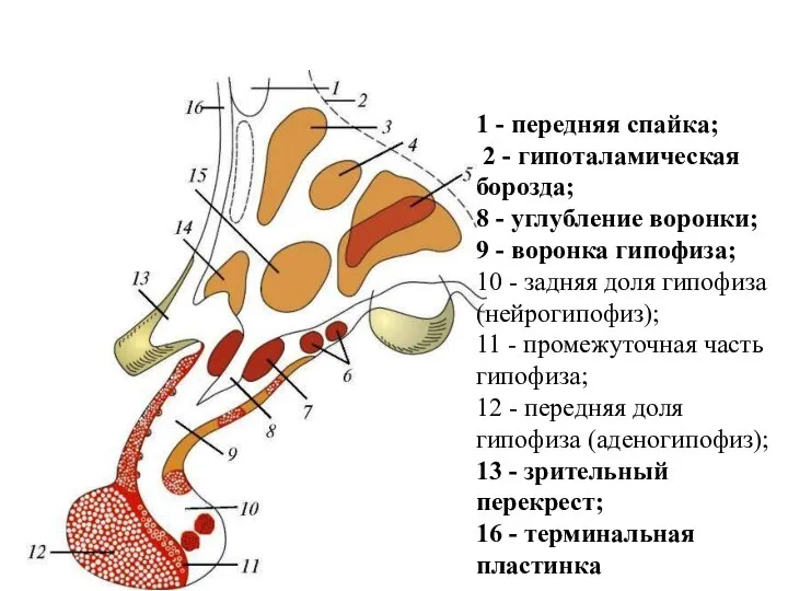 1 - передняя спайка; 2 - гипоталамическая борозда; 8 - углубление