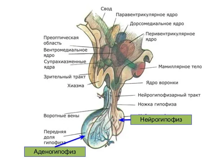 Аденогипофиз Нейрогипофиз