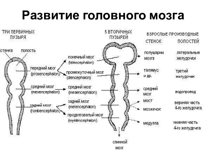 Развитие головного мозга