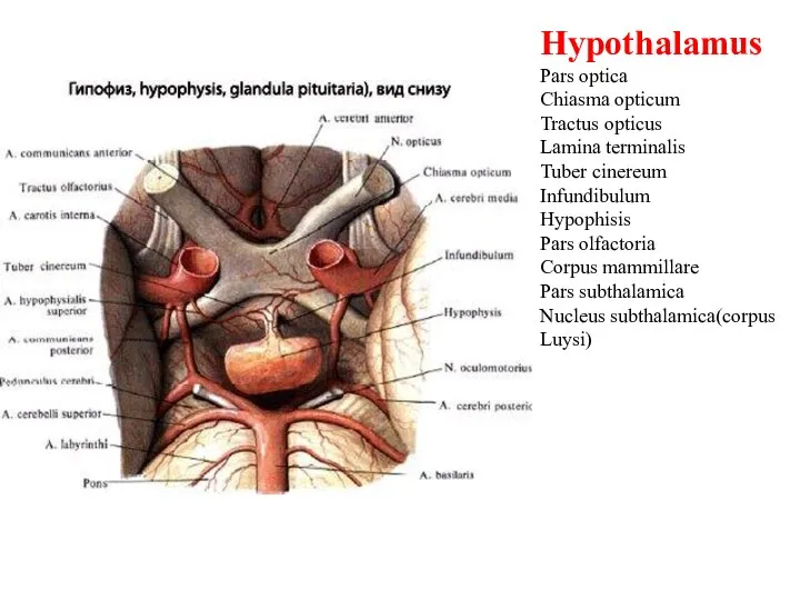 Hypothalamus Pars optica Chiasma opticum Tractus opticus Lamina terminalis Tuber cinereum