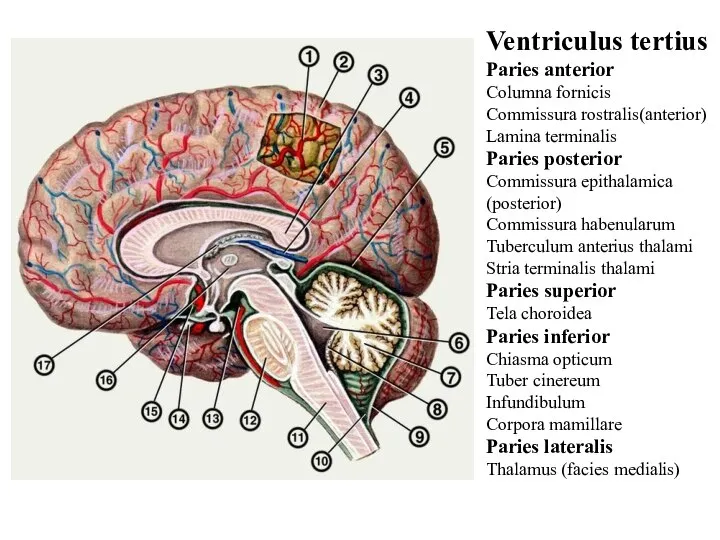 Ventriculus tertius Paries anterior Columna fornicis Commissura rostralis(anterior) Lamina terminalis Paries