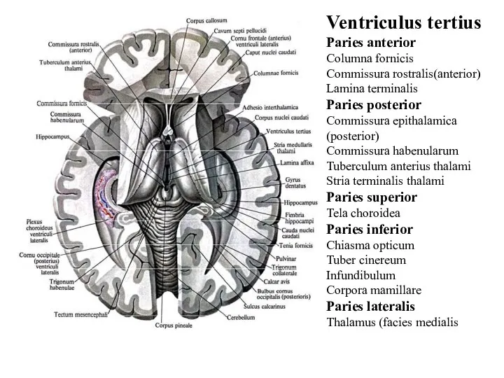 Ventriculus tertius Paries anterior Columna fornicis Commissura rostralis(anterior) Lamina terminalis Paries