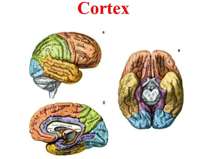 Cortex