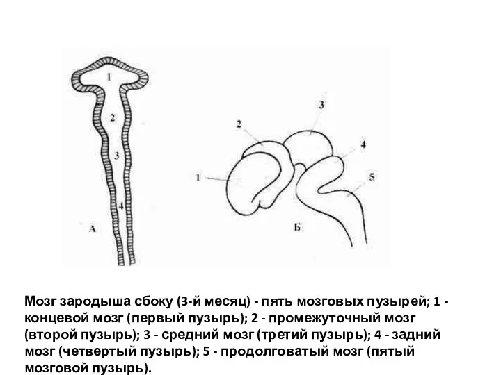 Мозг зародыша сбоку (3-й месяц) - пять мозговых пузырей; 1 -