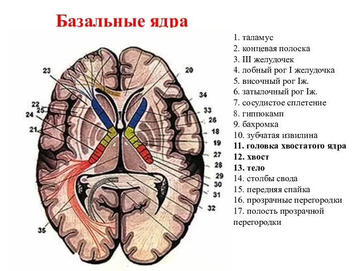 Базальные ядра 1. таламус 2. концевая полоска 3. III желудочек 4.