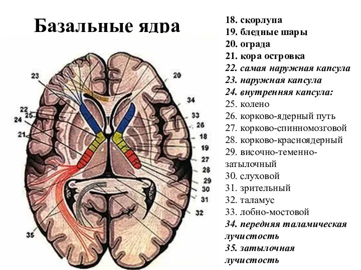 Базальные ядра 18. скорлупа 19. бледные шары 20. ограда 21. кора