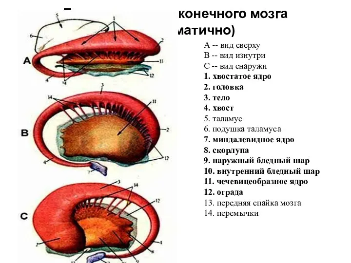 Базальные ядра конечного мозга (полусхематично) А -- вид сверху B --