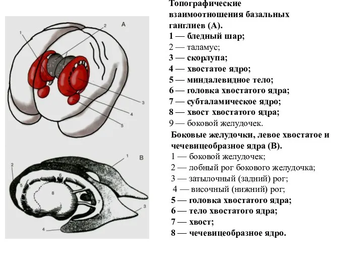 Топографические взаимоотношения базальных ганглиев (А). 1 — бледный шар; 2 —