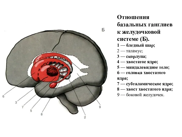 Отношения базальных ганглиев к желудочковой системе (Б). 1 — бледный шар;
