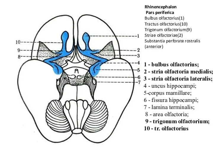 Rhinencephalon Pars periferica Bulbus olfactorius(1) Tractus olfactorius(10) Trigonum olfactorium(9) Striae olfactoriae(2)