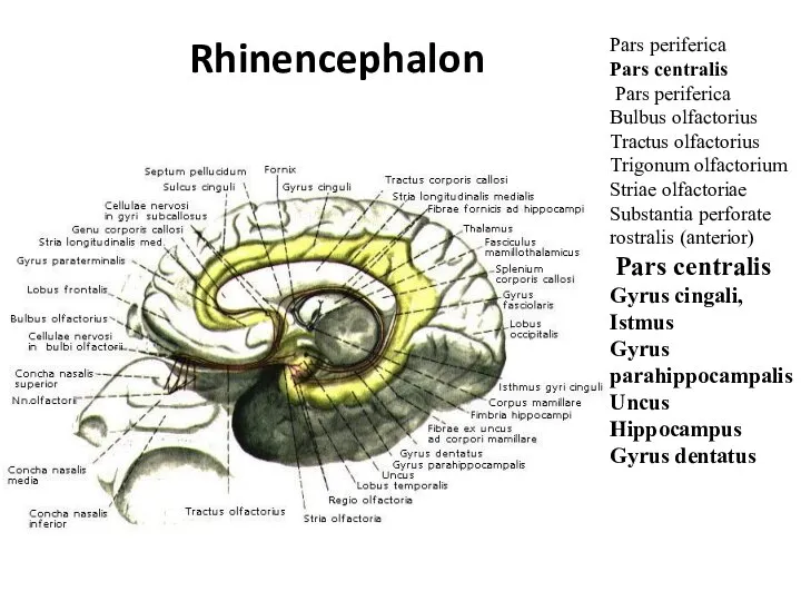 Rhinencephalon Pars periferica Pars centralis Pars periferica Bulbus olfactorius Tractus olfactorius