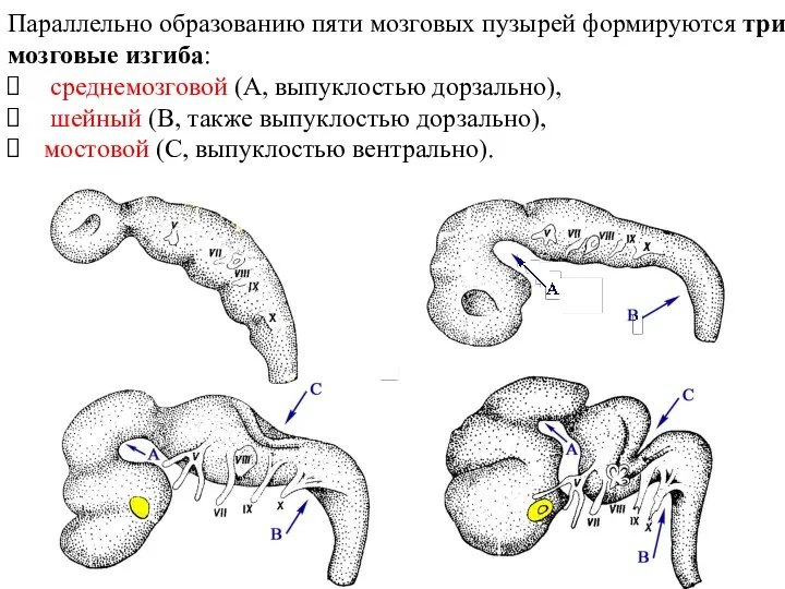 Параллельно образованию пяти мозговых пузырей формируются три мозговые изгиба: среднемозговой (А,