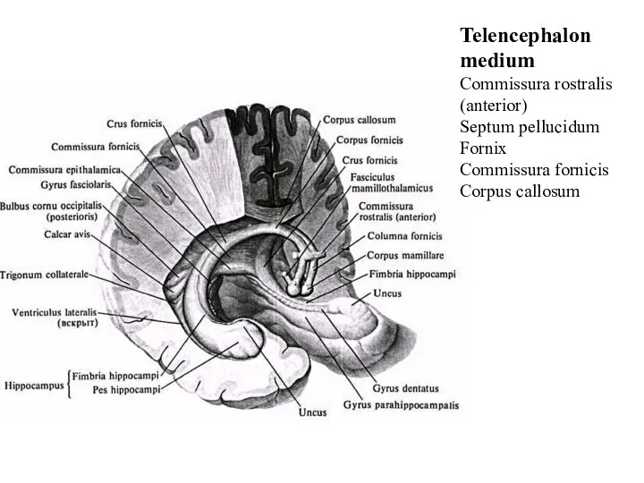 Telencephalon medium Commissura rostralis (anterior) Septum pellucidum Fornix Commissura fornicis Corpus callosum