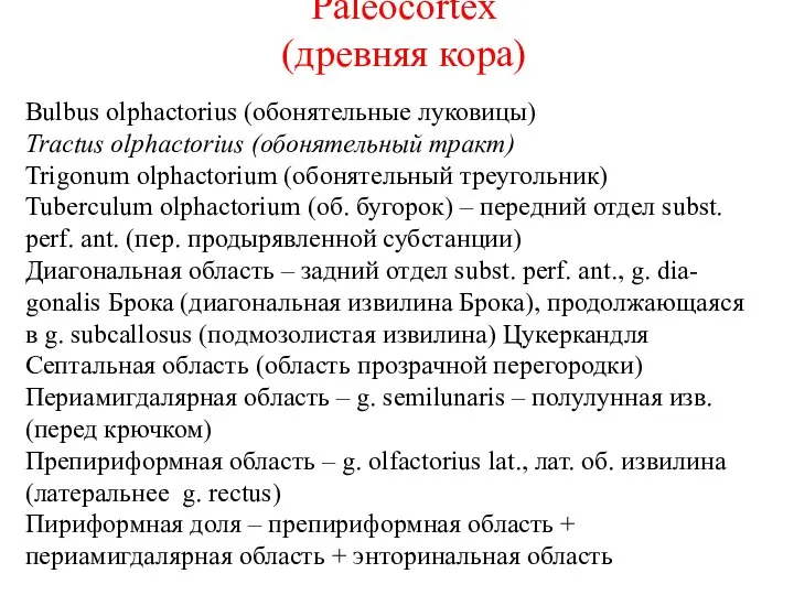 Paleocortex (древняя кора) Bulbus olphactorius (обонятельные луковицы) Tractus olphactorius (обонятельный тракт)