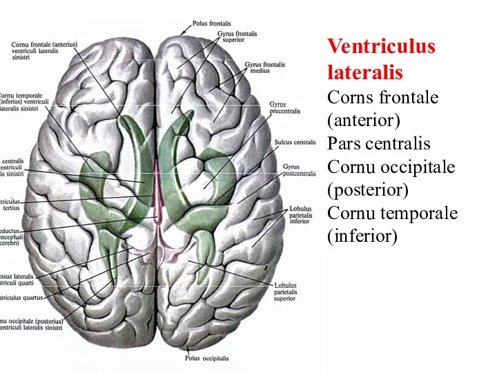 Ventriculus lateralis Corns frontale (anterior) Pars centralis Cornu occipitale (posterior) Cornu temporale (inferior)