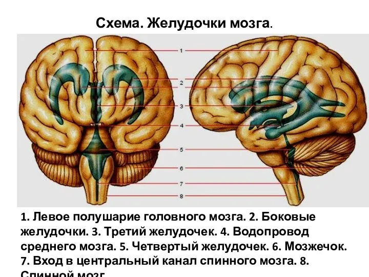 Схема. Желудочки мозга. 1. Левое полушарие головного мозга. 2. Боковые желудочки.