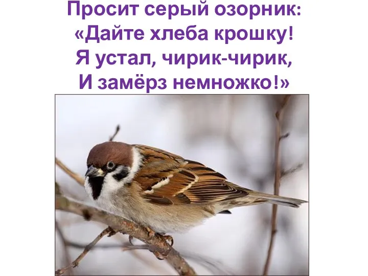 Просит серый озорник: «Дайте хлеба крошку! Я устал, чирик-чирик, И замёрз немножко!»