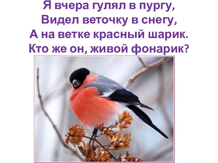 Я вчера гулял в пургу, Видел веточку в снегу, А на