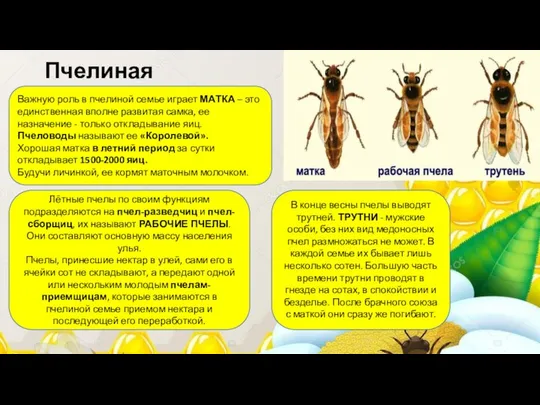 Пчелиная семья В конце весны пчелы выводят трутней. ТРУТНИ - мужские