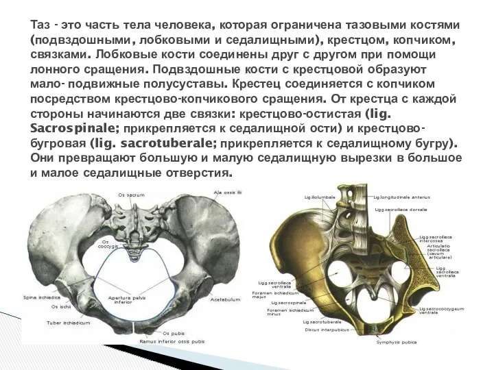 Таз - это часть тела человека, которая ограничена тазовыми костями (подвздошными,